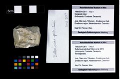 Foto (Objekt + Etikett) von Bullariscus patruliusi (Robins et al., 2013)  (NHMW-GEO-1990-0041-2611)